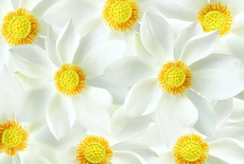 Zelfklevend Fotobehang Lotusbloem Witte bloesem lotusbloem achtergrond.