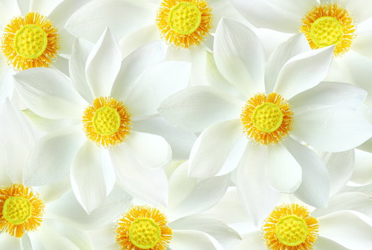 Fototapeta White blossom lotus flower background.