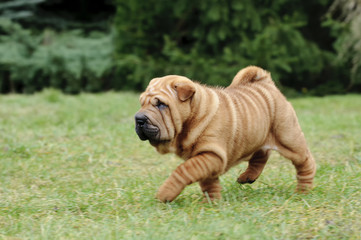 Chinese Shar pei puppy portrait