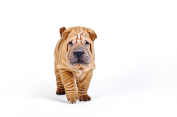 Shar pei puppy