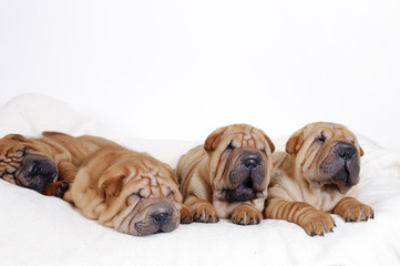 Chinese Shar pei puppies