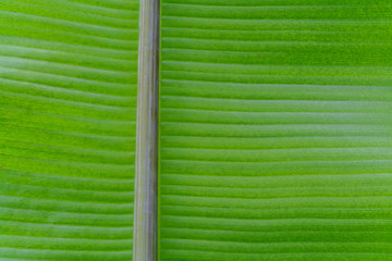 Green fresh leaf from the branch of a tree isolated. Close up detail of a leaf.