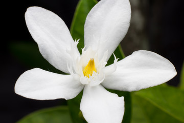 Fototapeta na wymiar White Flower Isolated on Black Background