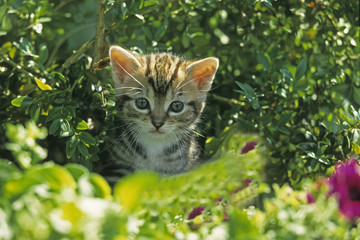 Cat, domestic cat (Felis silvestris catus)