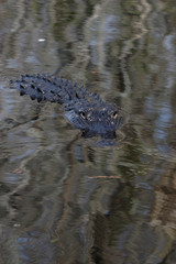 American Alligator (Alligator mississippiensis), portrait, Everglades National Park, Florida, United States, North America