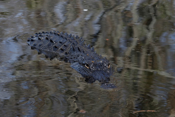 American Alligator (Alligator mississippiensis), portrait, Everglades National Park, Florida, United States, North America