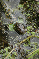 American Alligator (Alligator mississippiensis), portrait, Everglades National Park, Florida, United States, North America