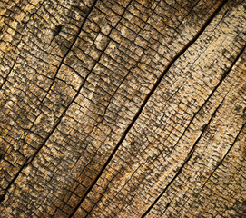 Fototapeta premium old rotten wood