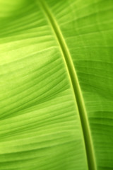 Closeup of banana leaf