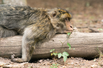 Berberaffe