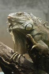 Green Iguana (Iguana iguana) on the sandy beach of the River Sarapiqui, Selva Verde, Costa Rica, Central