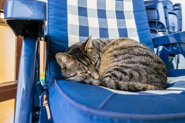 Katze auf einem Gartenstuhl