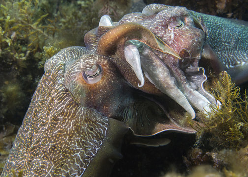 Giant cuttlefish mating close-up image