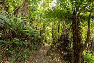 Native bush of New Zealand - 86921264
