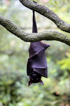 Flying foxes gold resting on a branch hanging
