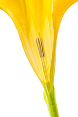 Angel's Trumpet - Datura flower. Section of the flower.