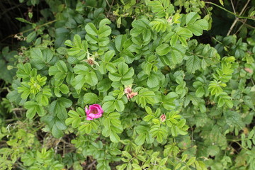 Hundsrose, Rose, Hagebutte im Wald