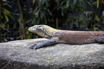 the female Komodo Dragon, Varanus comodensis