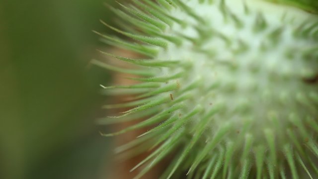 Datura Stramonium Fruit / Thorn Apple