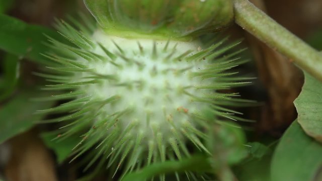 Datura Stramonium Fruit / Thorn Apple