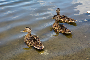 Ducks