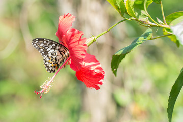 Butterfly sucking nectar from red flowers.