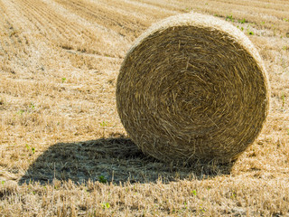 Focus on hay bale in the foreground in rural field.