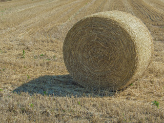 Focus on hay bale in the foreground in rural field.