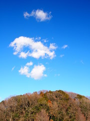 春の森と青空と雲