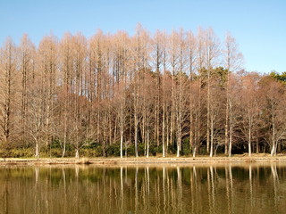 早春のメタセコイア林