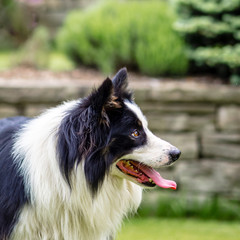 Dog, border collie, portrait of being happy
