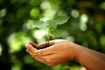 Hands holding young plant