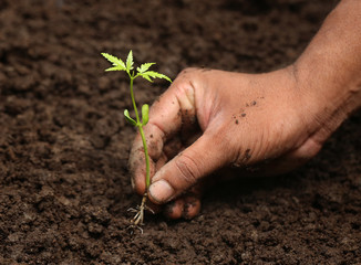 Planting neem plant