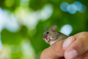Scared mouse in a hand