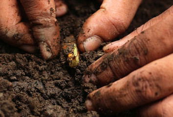 Planting turmeric