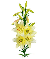 Fototapeta na wymiar lily flowers isolated on white background