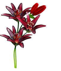 lily flowers isolated on white background