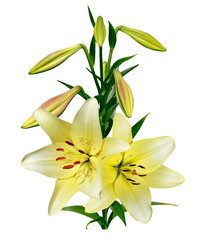 lily flowers isolated on white background