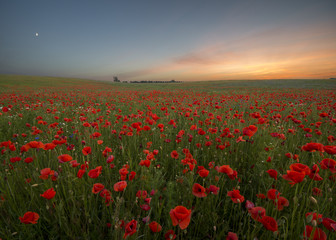 Fototapeta na wymiar Sunset over poppy meadow