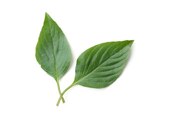 basil leaf