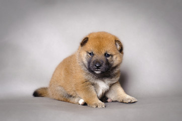 Shiba Inu puppy