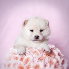 Fototapeta na wymiar Shiba Inu puppy with pink roses