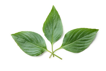 basil leaf