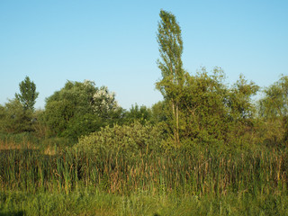 Vacaresti or pit-Delta Park of Bucharest