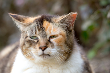 夕刻ののらねこ