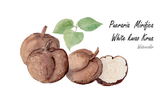 pueraria mirifica or white krua kwao. Hand drawn watercolor painting .Vector illustration