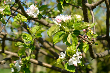 Apple branch with pink flowers and leaves