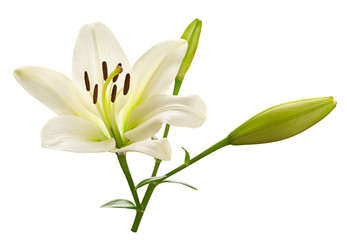 Fototapeta na wymiar White lily flower head