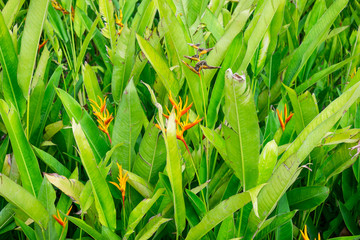 Beautiful green leaves as background