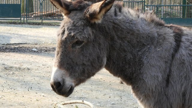 Grey donkey, is original form is the African donkey